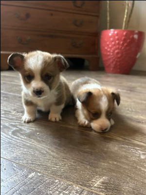 CKC Pembroke Corgi Puppies for Sale - Find Your Perfect Companion Today!